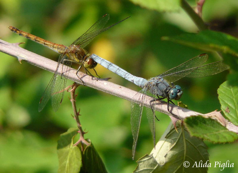 Scheda: Sympetrum striolatum